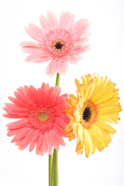 Patchouli Scented Oil (Alabaster Box)