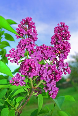 Lilac Scented Oil (Alabaster Box)